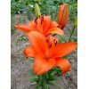 Луковица лилии Corallo Beach (Коралло Бич) ЛА-гибрид-NB: фото и описание