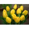 Луковица тюльпана Стронг Голд (Strong Gold): фото и описание