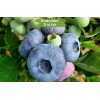 Саженцы черники Патриот (Patriot) -  5 шт.: фото и описание