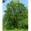 Саженцы дуба Монгольский 60-100 см -  5 шт.: фото и описание