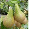 Саженцы груши Конференция -  5 шт.: фото и описание
