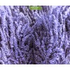 Саженцы лавандина Сойерс (Sawyers) -  5 шт.: фото и описание