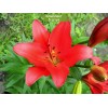 Луковицы лилии Colares (Коларес ) ЛА-гибрид -  5 шт.: фото и описание