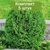 Туя Тини Тим (Tiny Tim) -  5 шт.: фото и описание