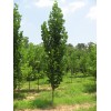 Саженец тополя Пирамидальный (40-60 см): фото и описание