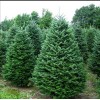 Саженец Ели Сибирская 1.5 метра: фото и описание