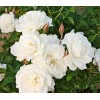 Саженец полиантовой розы Диадэм Уайт (Diadem White): фото и описание